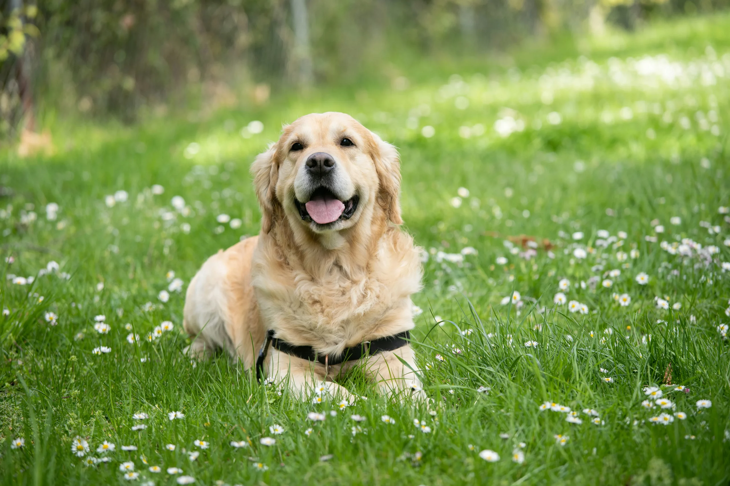 chien heureux dans jardin